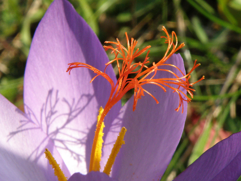 Crocus ligusticus / Zafferano ligure